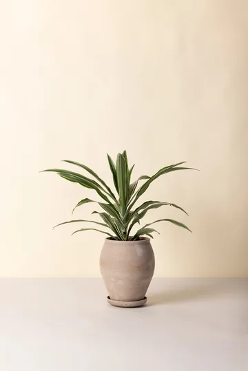 Maceta Delphi con plato, 2 piezas - Gris, Ø22 cm, alto - Bergs Potter