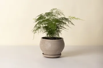 Maceta Delphi con plato, 2 piezas - Gris, Ø24 cm, baja - Bergs Potter