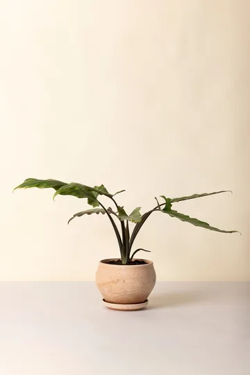 Maceta Delphi con plato, 2 piezas - Rosa, Ø24 cm, baja - Bergs Potter