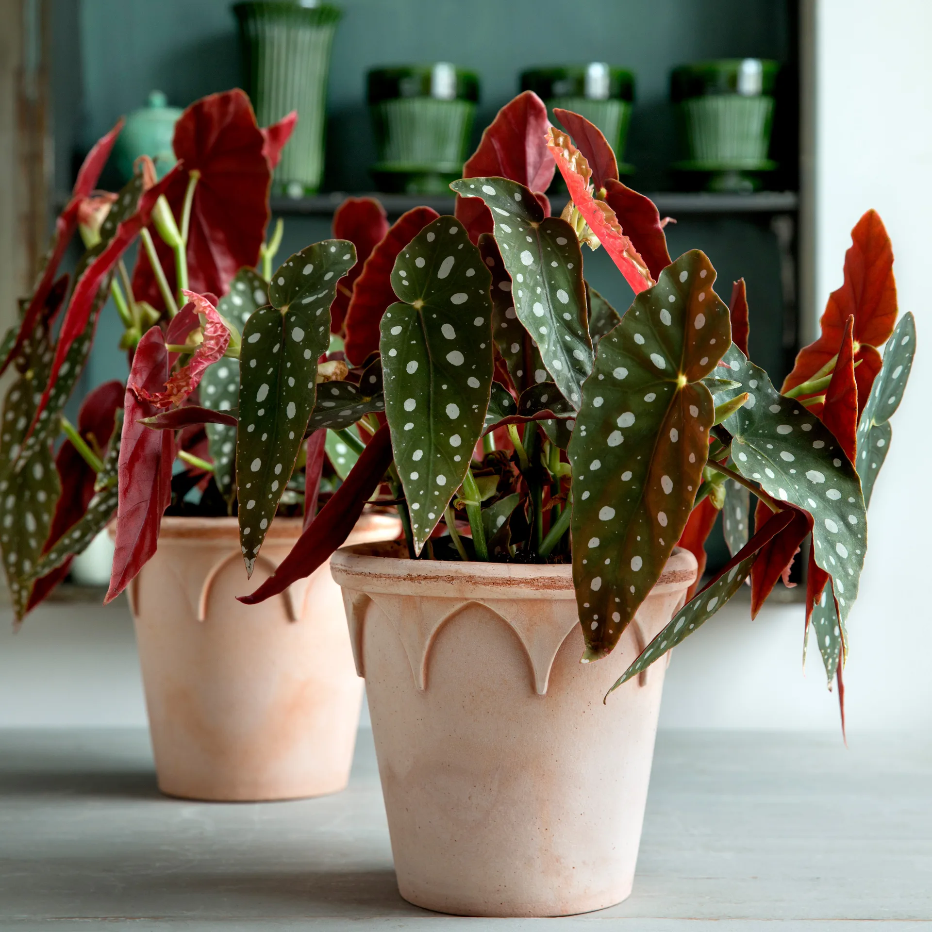 Maceta Elizabeth Ø14 cm, Rose Bergs Potter