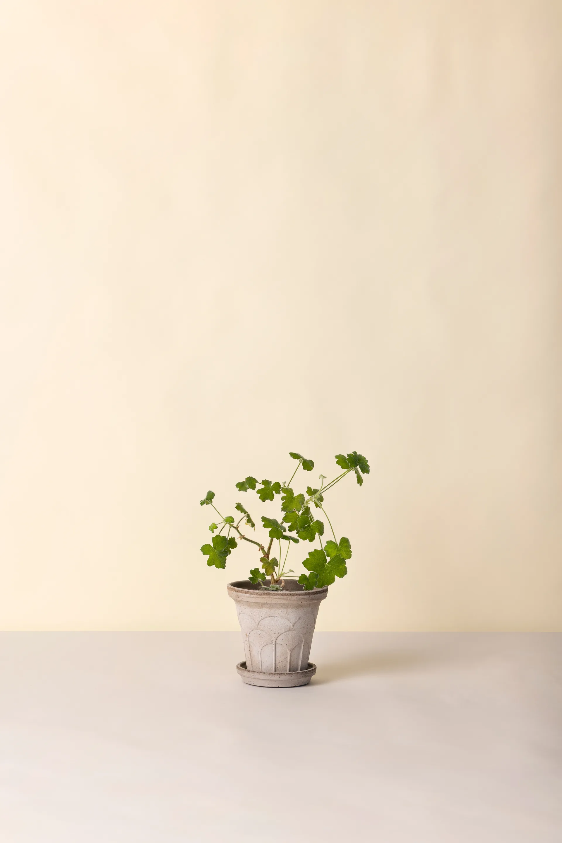 Maceta Fleur con plato, 2 piezas, Gris, Ø16 cm Bergs Potter