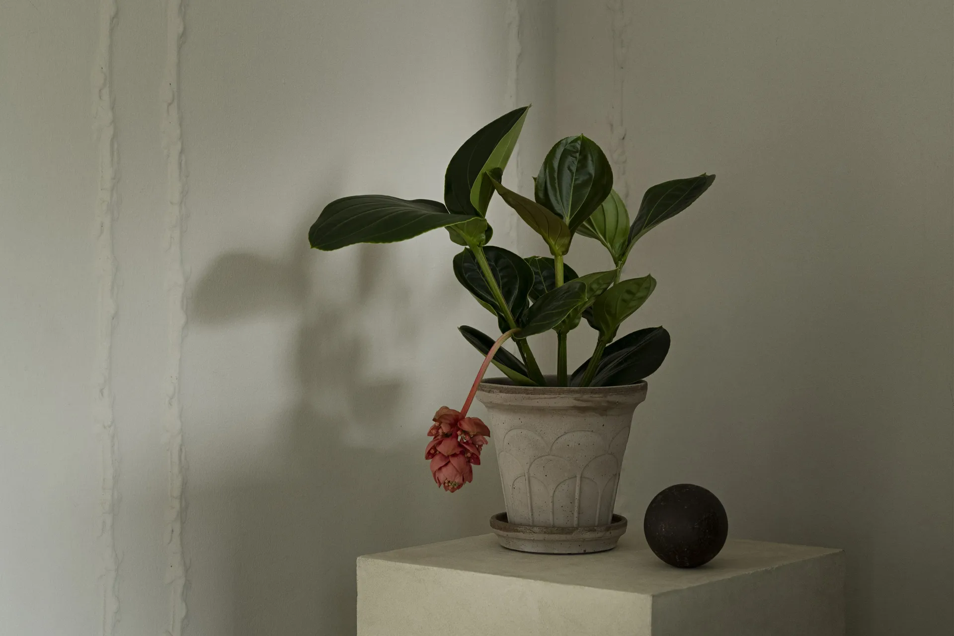 Maceta Fleur con plato, 2 piezas, Gris, Ø18 cm Bergs Potter