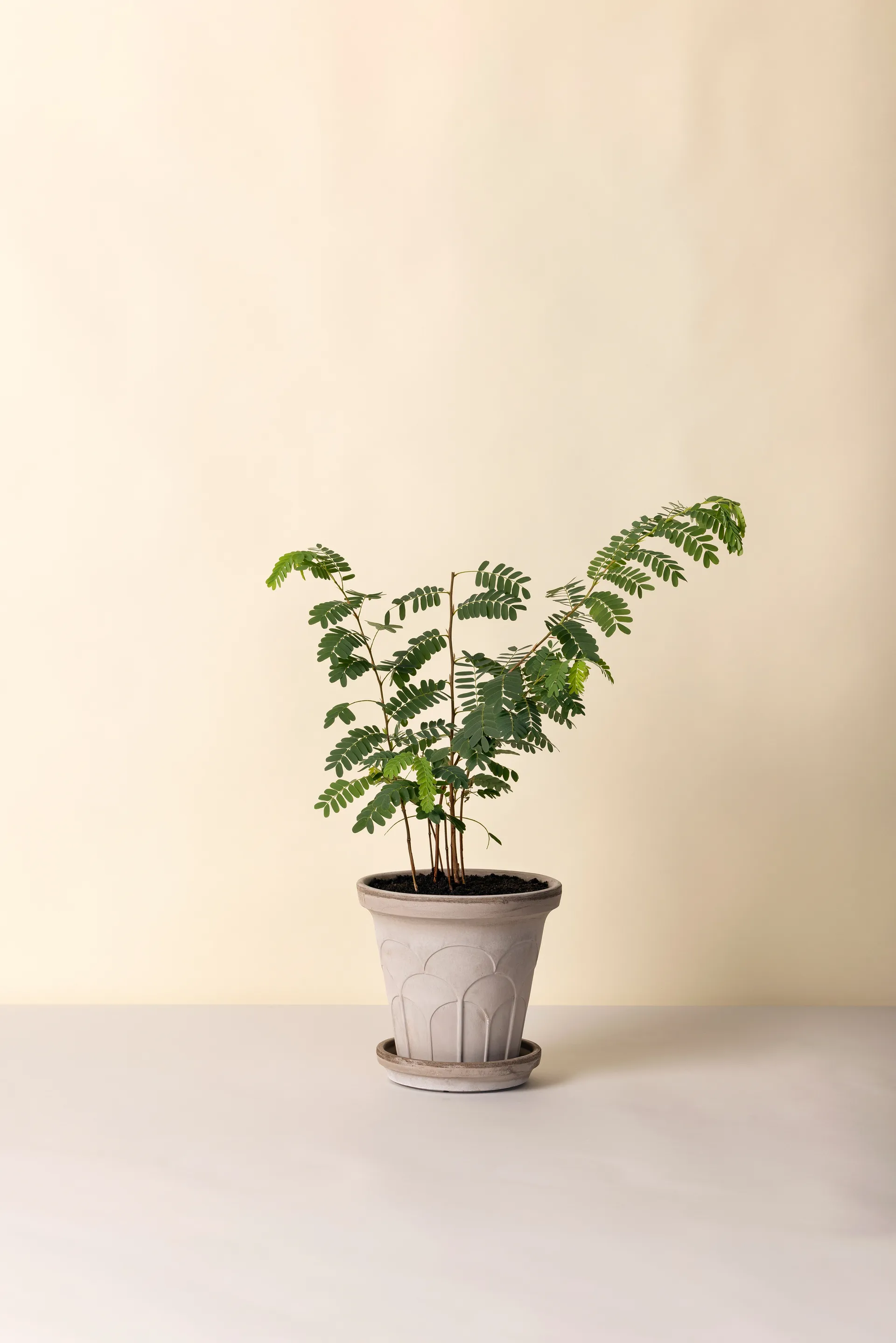 Maceta Fleur con plato, 2 piezas, Gris, Ø21 cm Bergs Potter