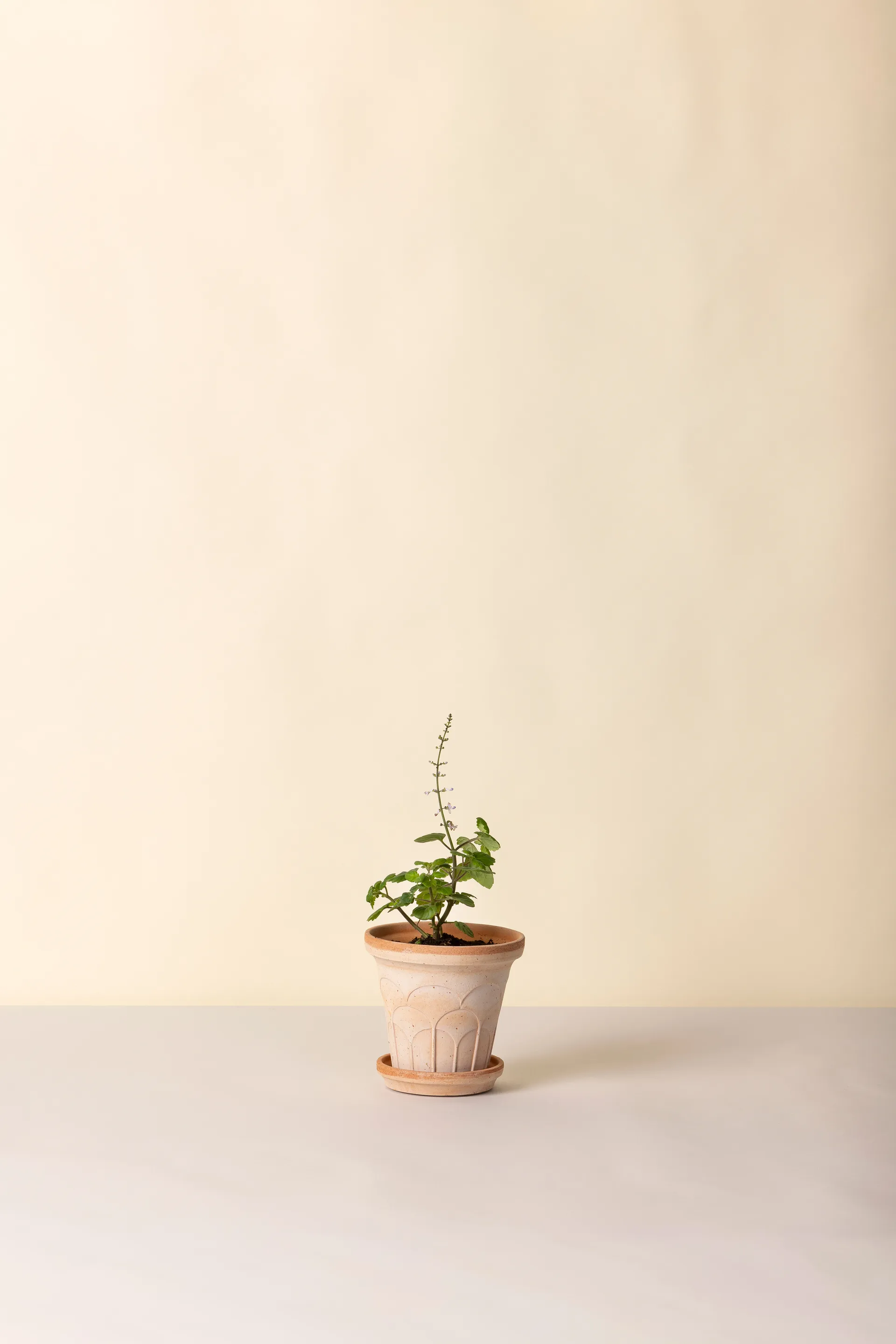 Maceta Fleur con plato, 2 piezas, Rosa, Ø14 cm Bergs Potter