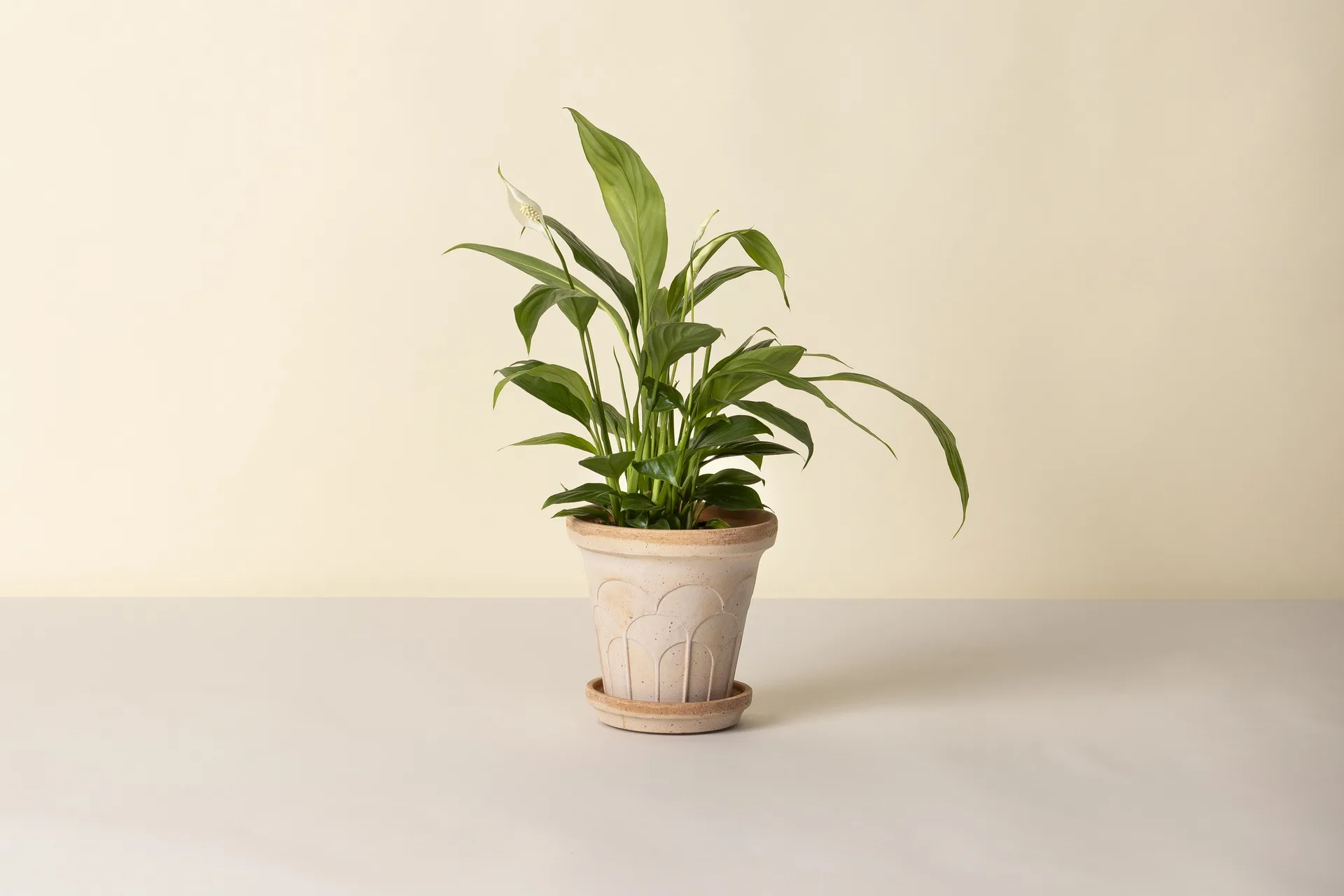 Maceta Fleur con plato, 2 piezas, Rosa, Ø16 cm Bergs Potter