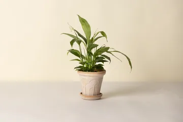 Maceta Fleur con plato, 2 piezas - Rosa, Ø16 cm - Bergs Potter