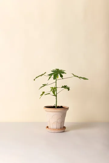 Maceta Fleur con plato, 2 piezas - Rosa, Ø21 cm - Bergs Potter