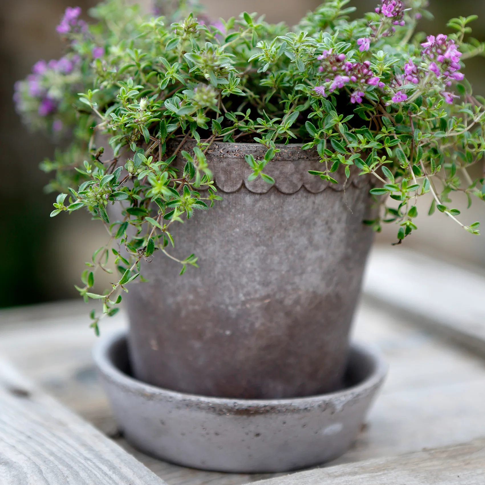 Maceta Helena Ø10 cm, gris Bergs Potter