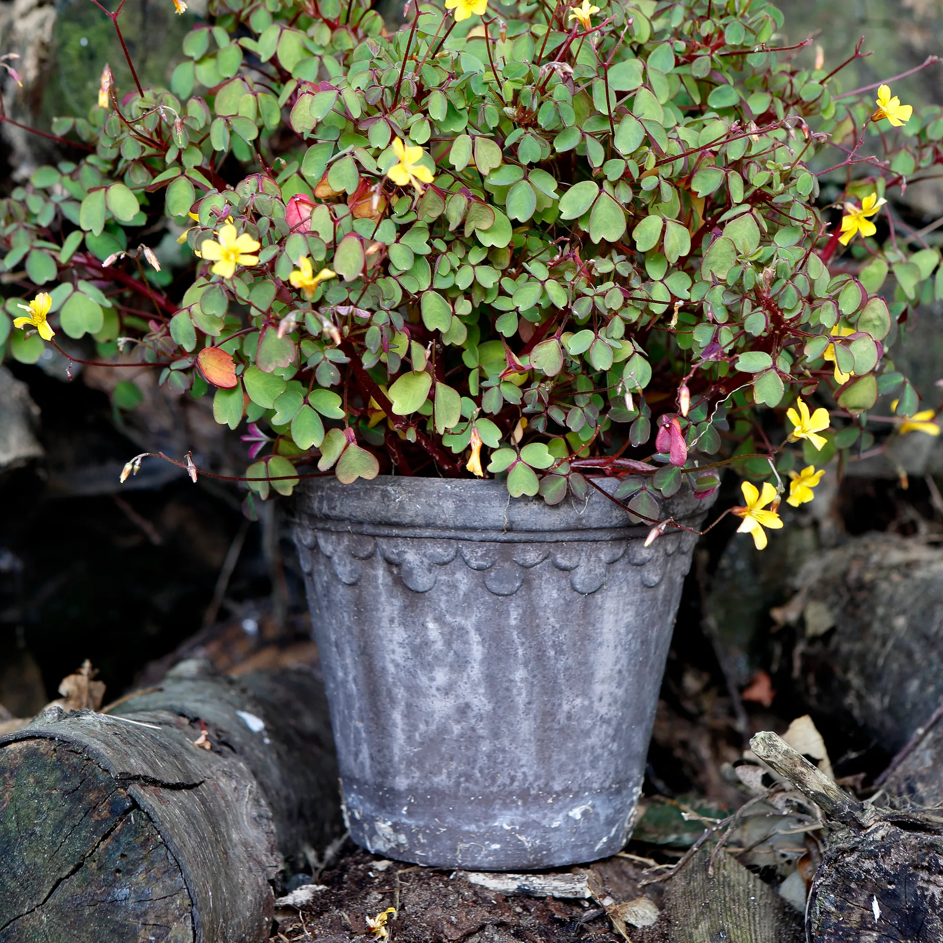 Maceta Københavner Ø16 cm, gris Bergs Potter