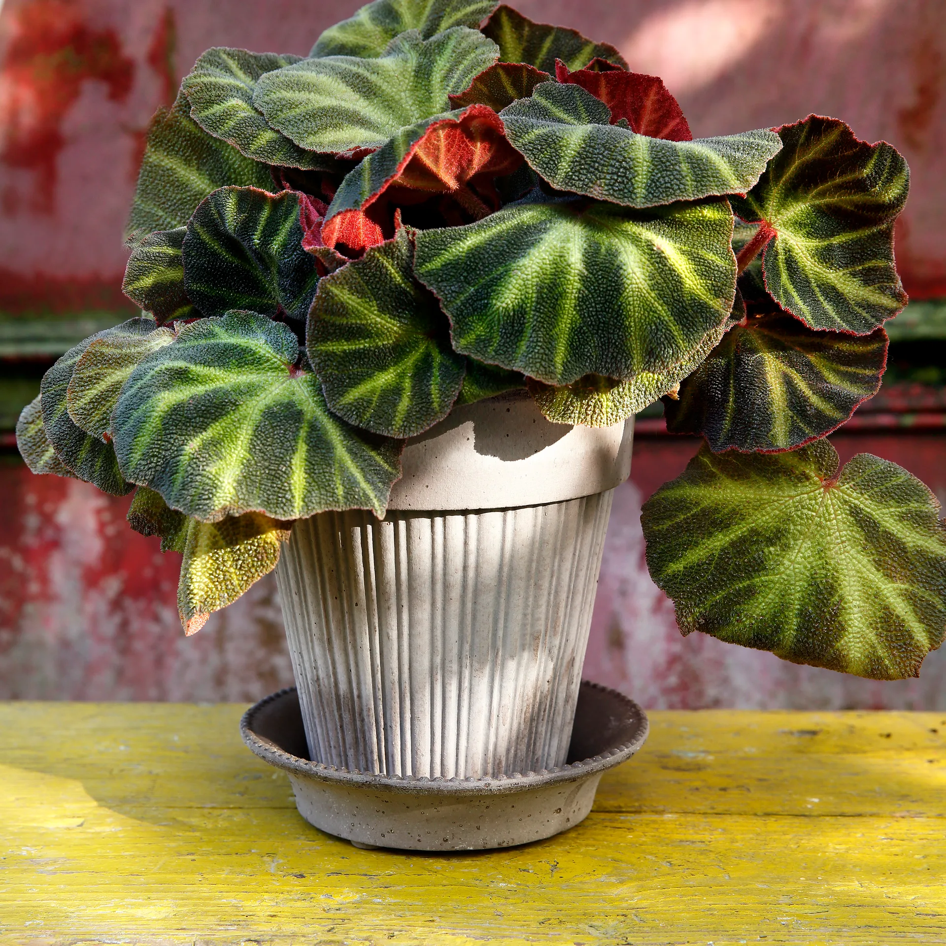 Maceta Simona 16 cm, gris Bergs Potter