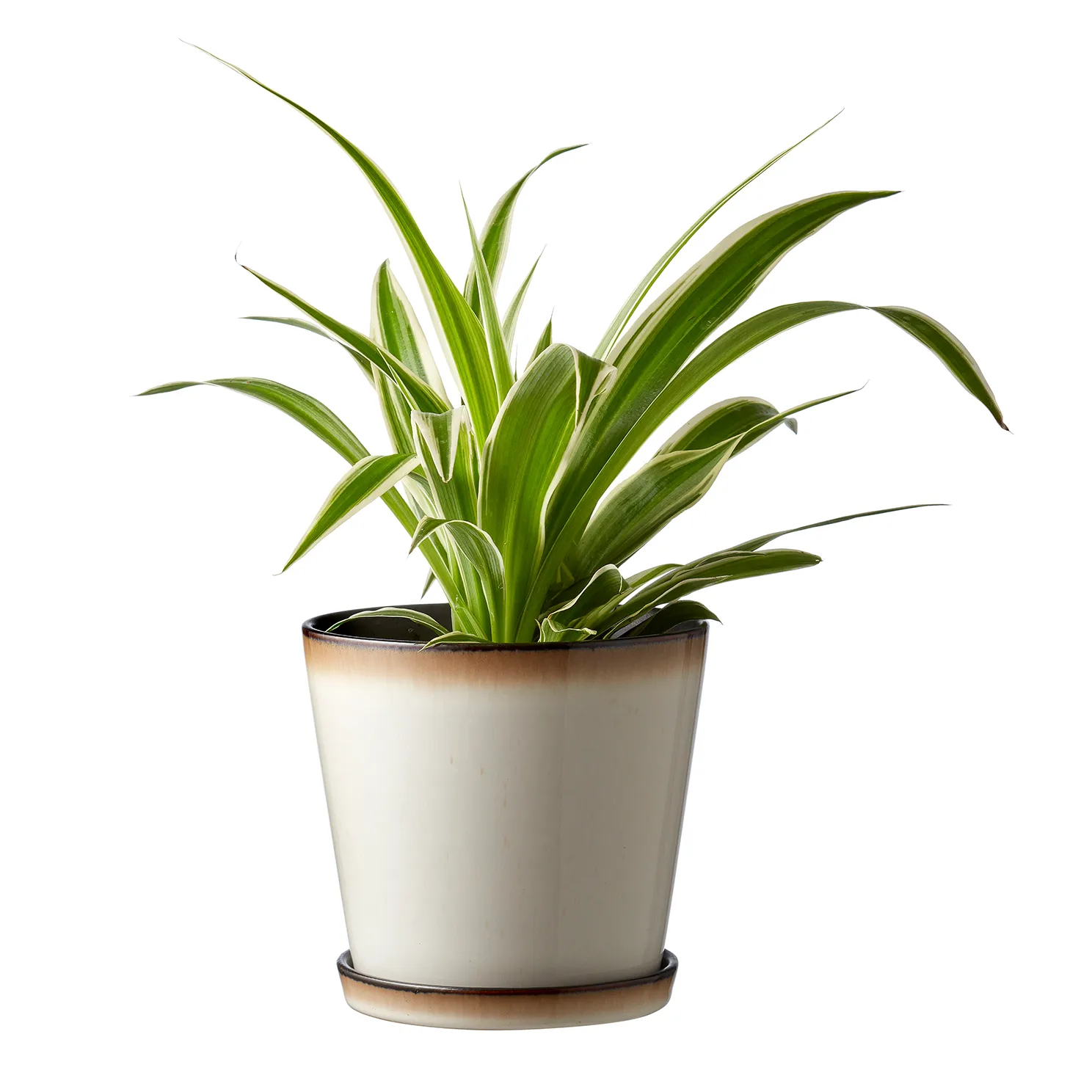 Maceta con plato Bitz Ø14 cm, blanco nata-negro Bitz