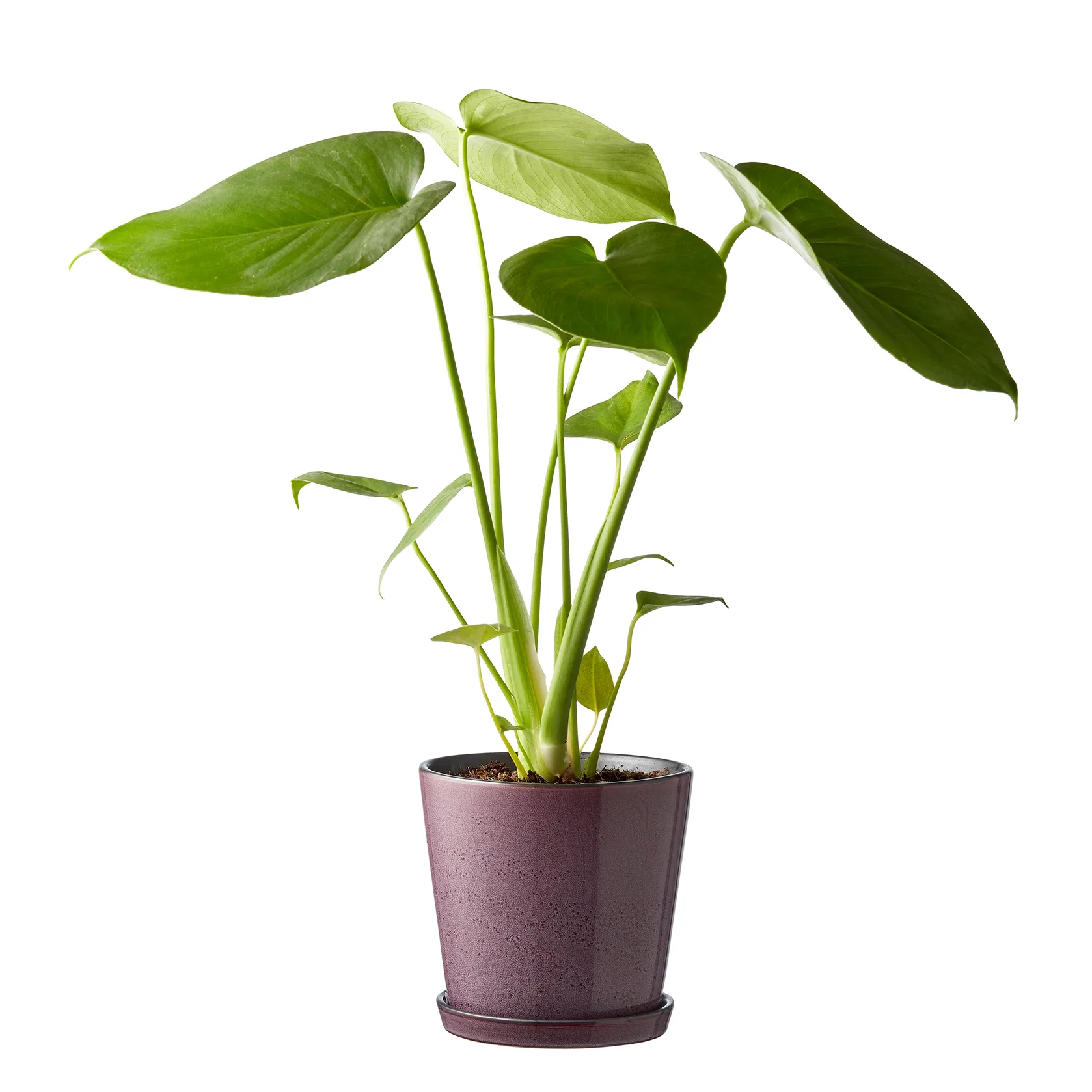 Maceta con plato Bitz Ø14 cm, Lila-negro Bitz