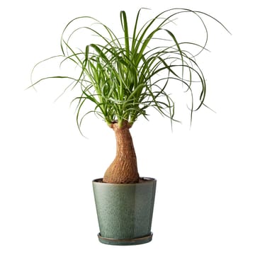 Maceta con plato Bitz Ø14 cm - verde-negro - Bitz