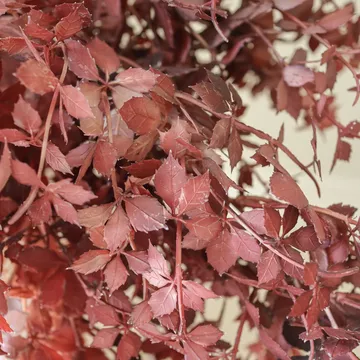 Ramo artificial Burgundy Maple Branch - 107 cm, 4 uds - Botané