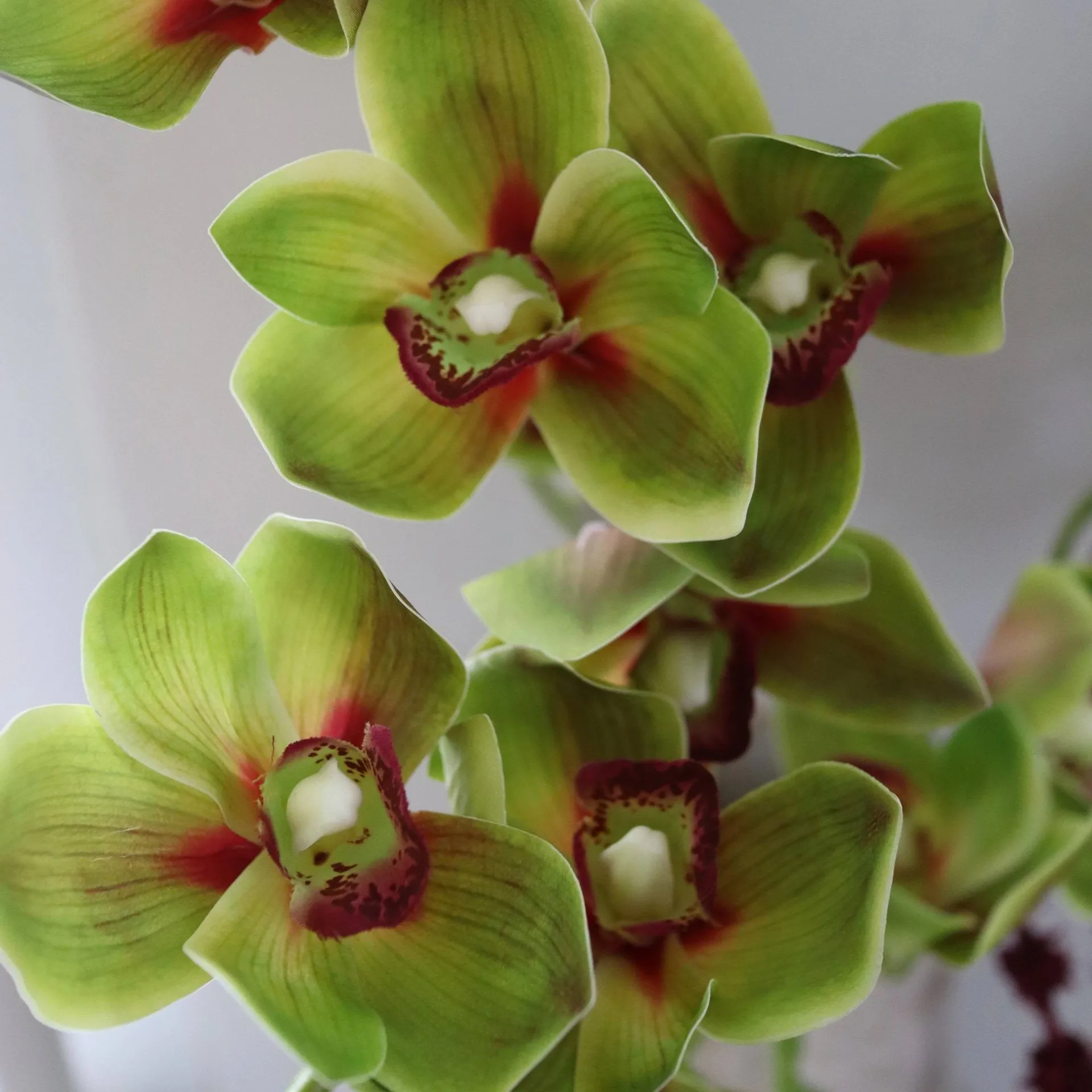 Ramo artificial Velvet Vine, Orquídea-amaranto, 6 ud. Botané