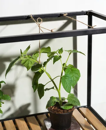 Armario para plantas Grower Greens - Negro, 81x137 cm - Brafab