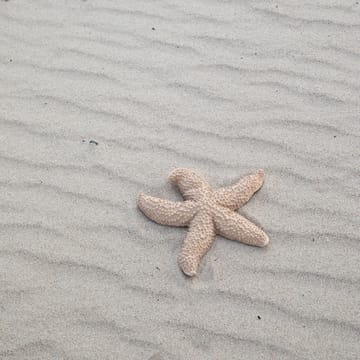 Estrella de mar Mandy - Beige - Byon