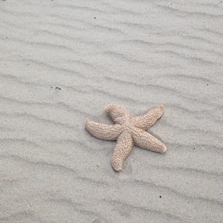 Estrella de mar Mandy - Beige - Byon