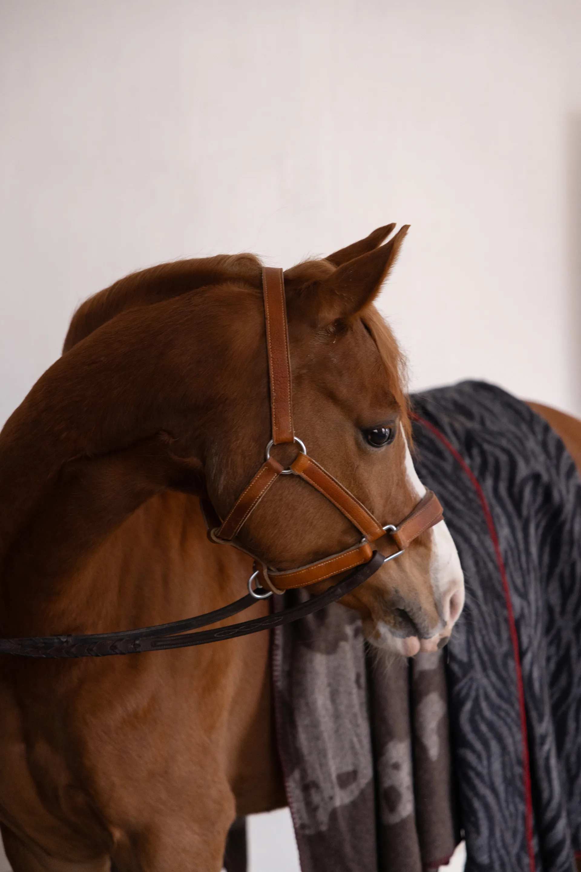 Manta Anima 130x200 cm, Cow Byon