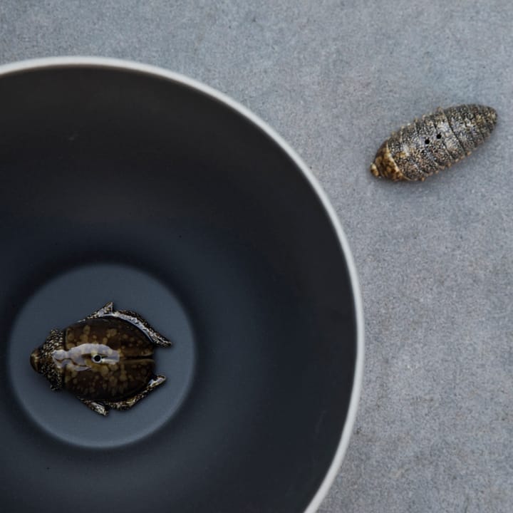 Salero y pimentero escarabajos - marrón - Byon