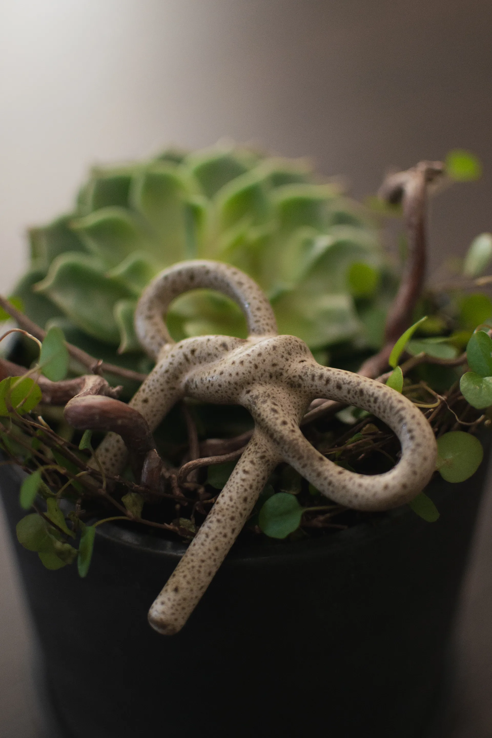 Decoración floral Bow, Beige DBKD