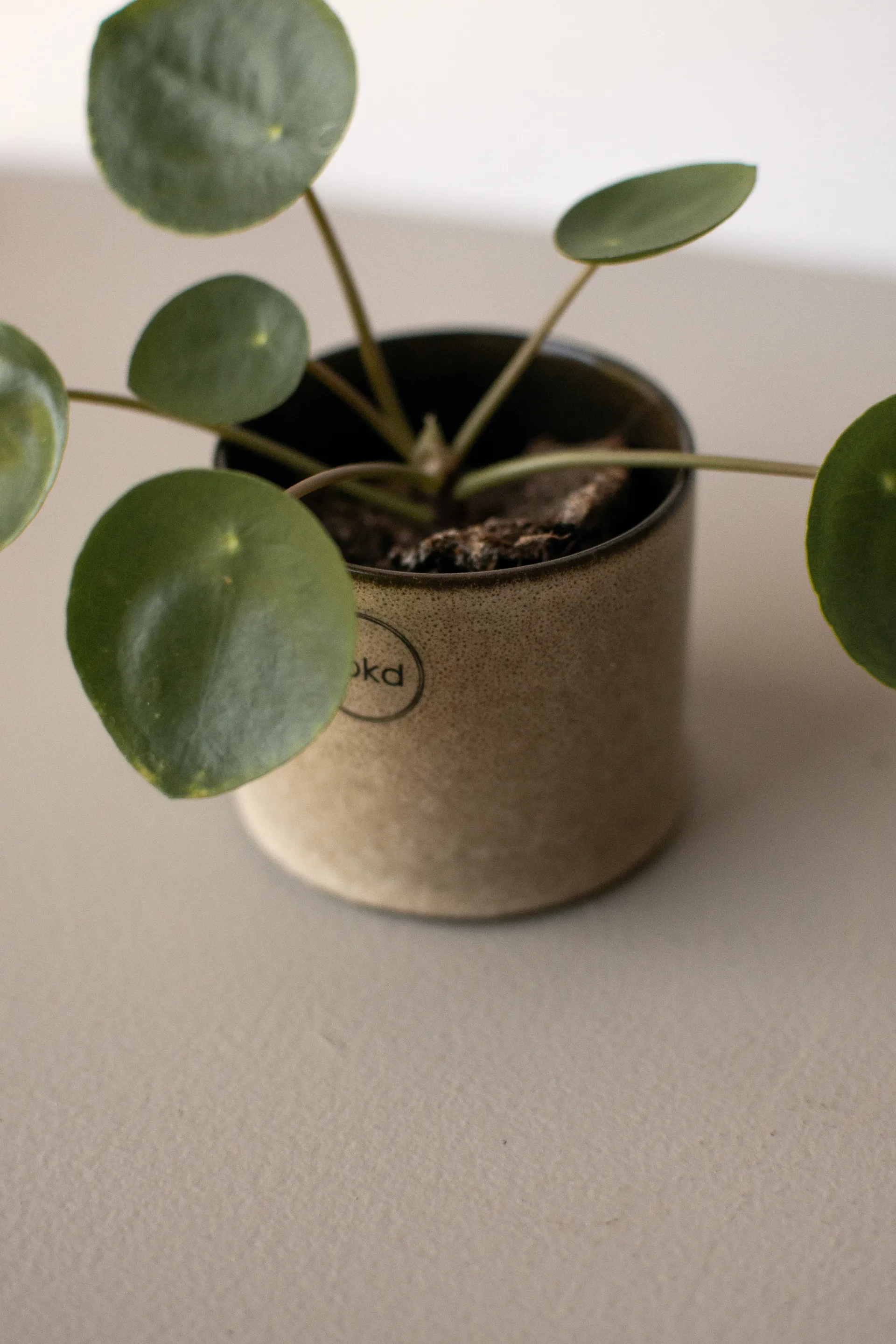 Maceta Astillbe pequeña Ø7 cm, Beige DBKD