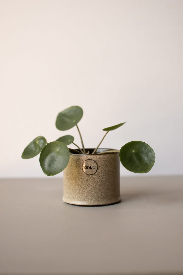 Maceta Astillbe pequeña Ø7 cm, Beige DBKD