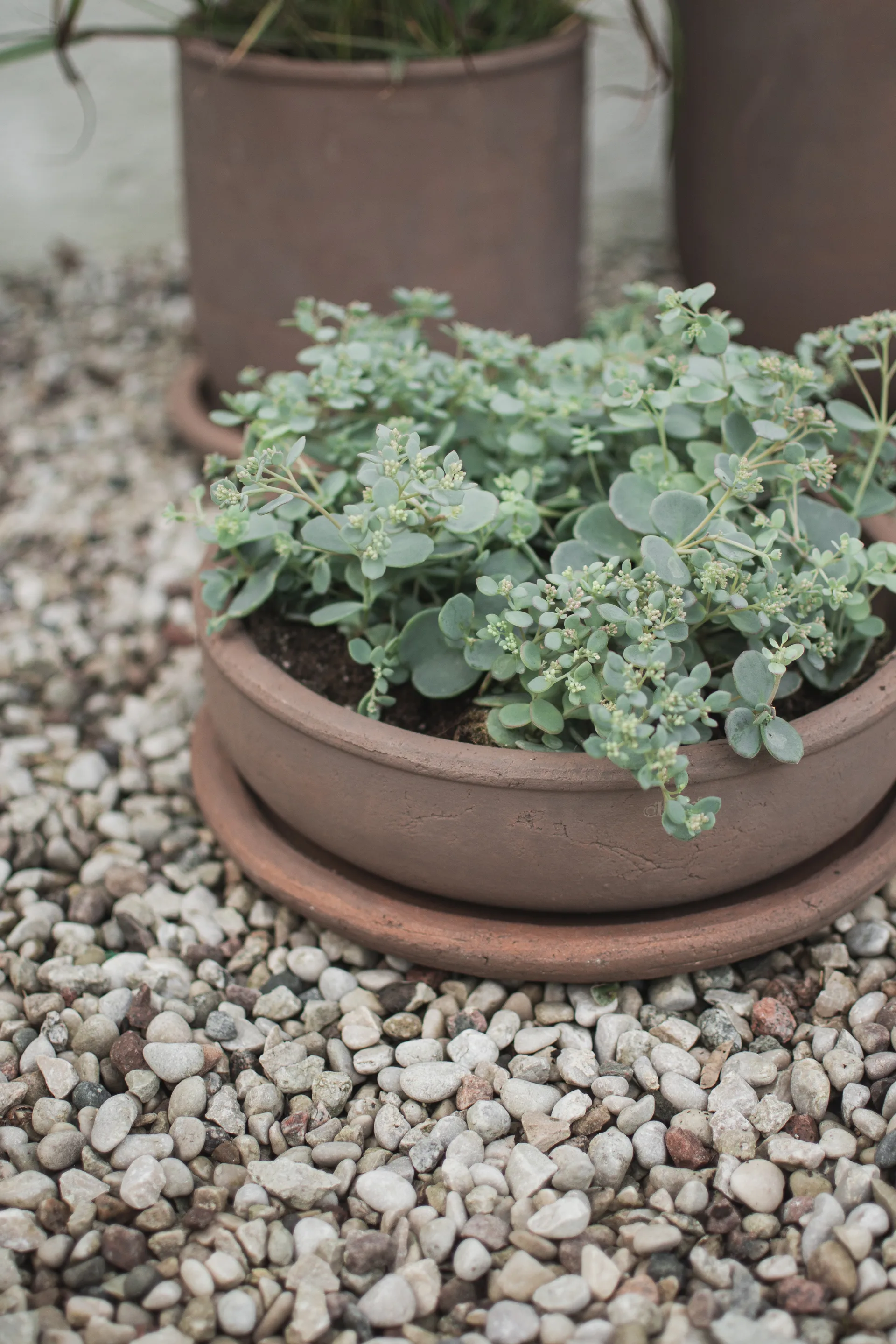Maceta Terra bowl, Brown, Ø30 × 10,5 cm DBKD