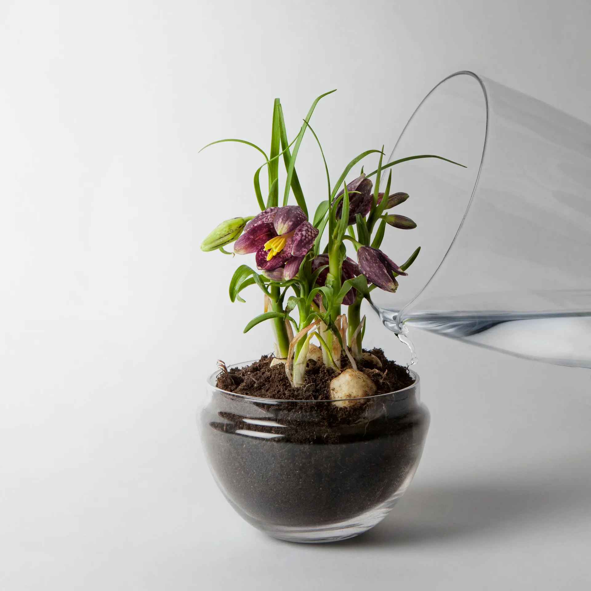 Invernadero Grow, Medium ø11 cm Design House Stockholm