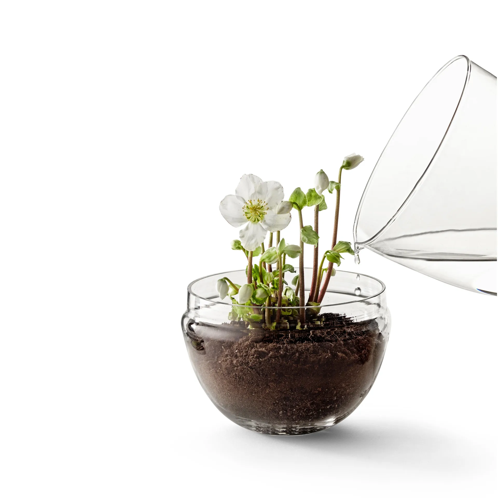 Invernadero Grow, x-large Ø20 cm Design House Stockholm
