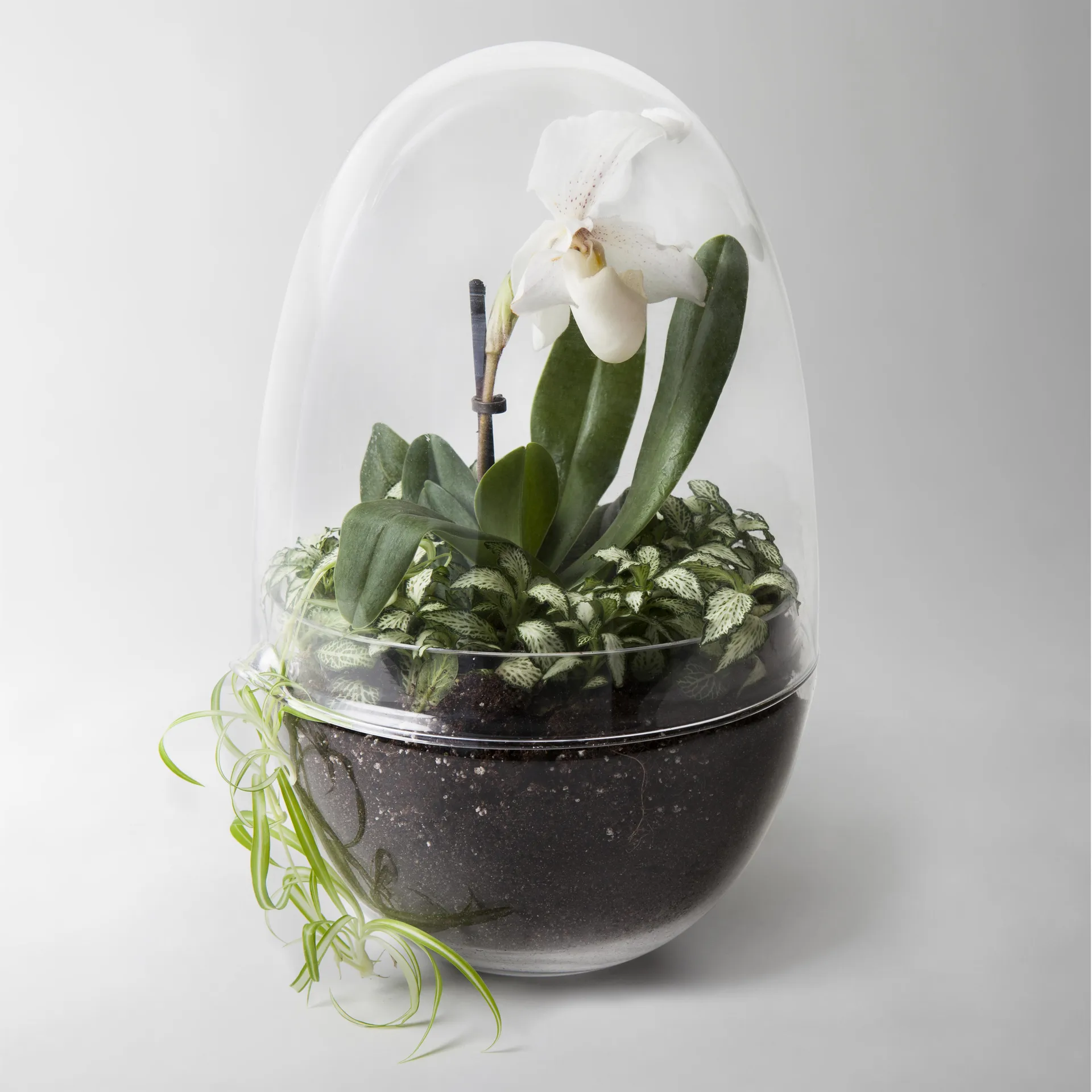 Invernadero Grow, x-large Ø20 cm Design House Stockholm