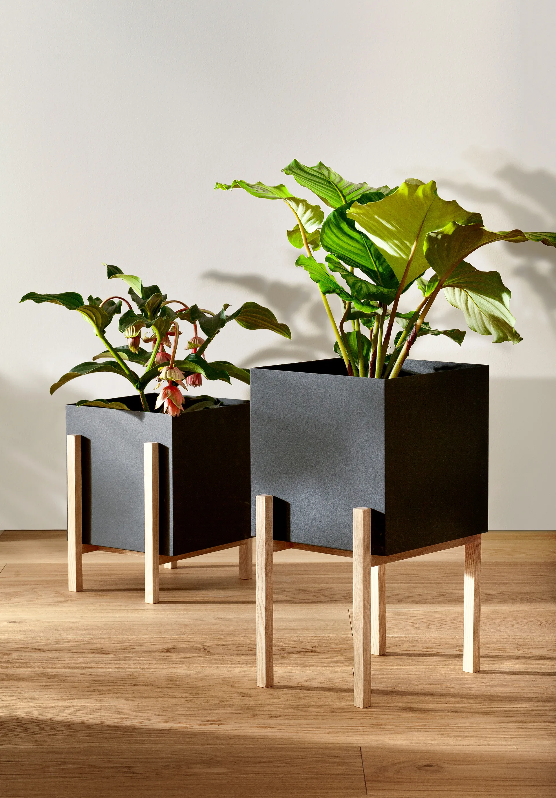 Maceta Botanic pedestal, negro-fresno Design House Stockholm