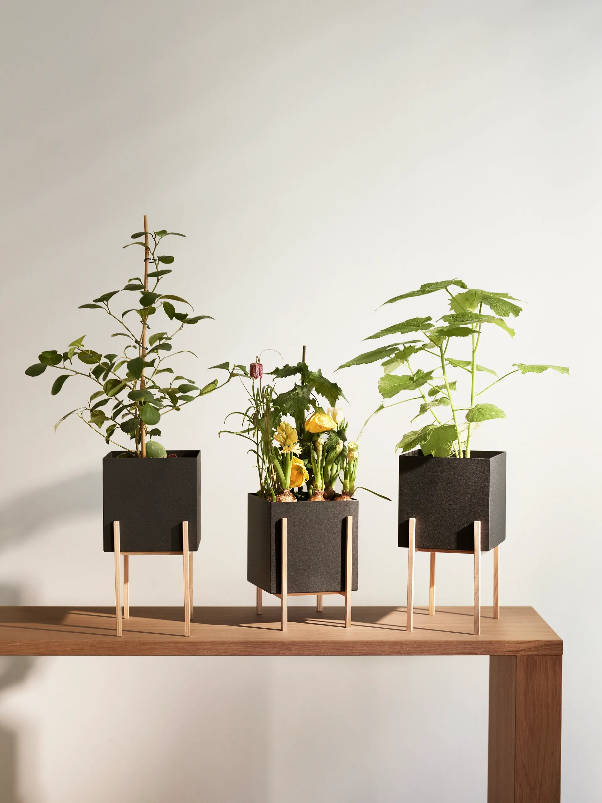 Maceta Botanic pedestal, negro-fresno Design House Stockholm