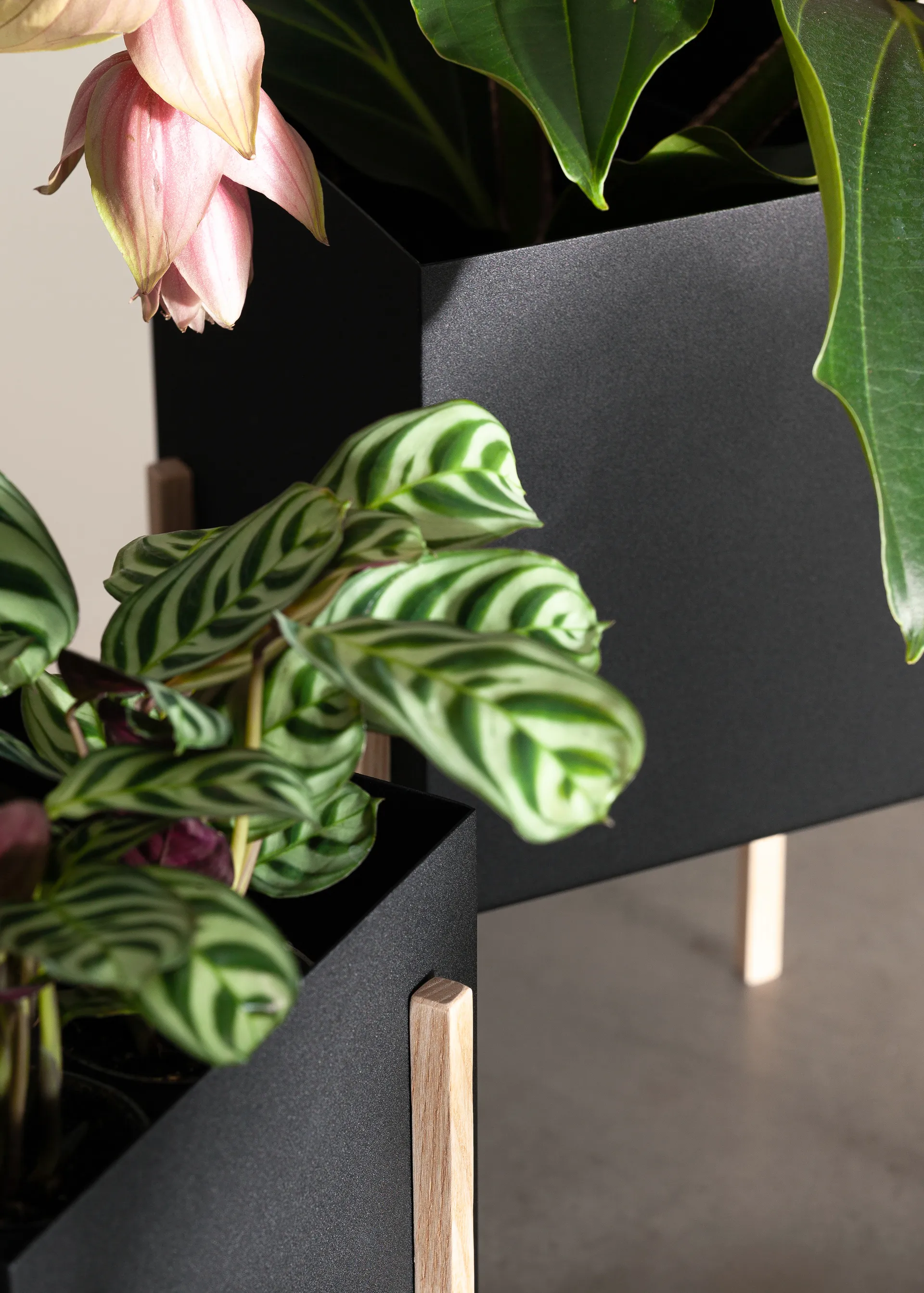 Maceta Botanic pot, negro-fresno Design House Stockholm