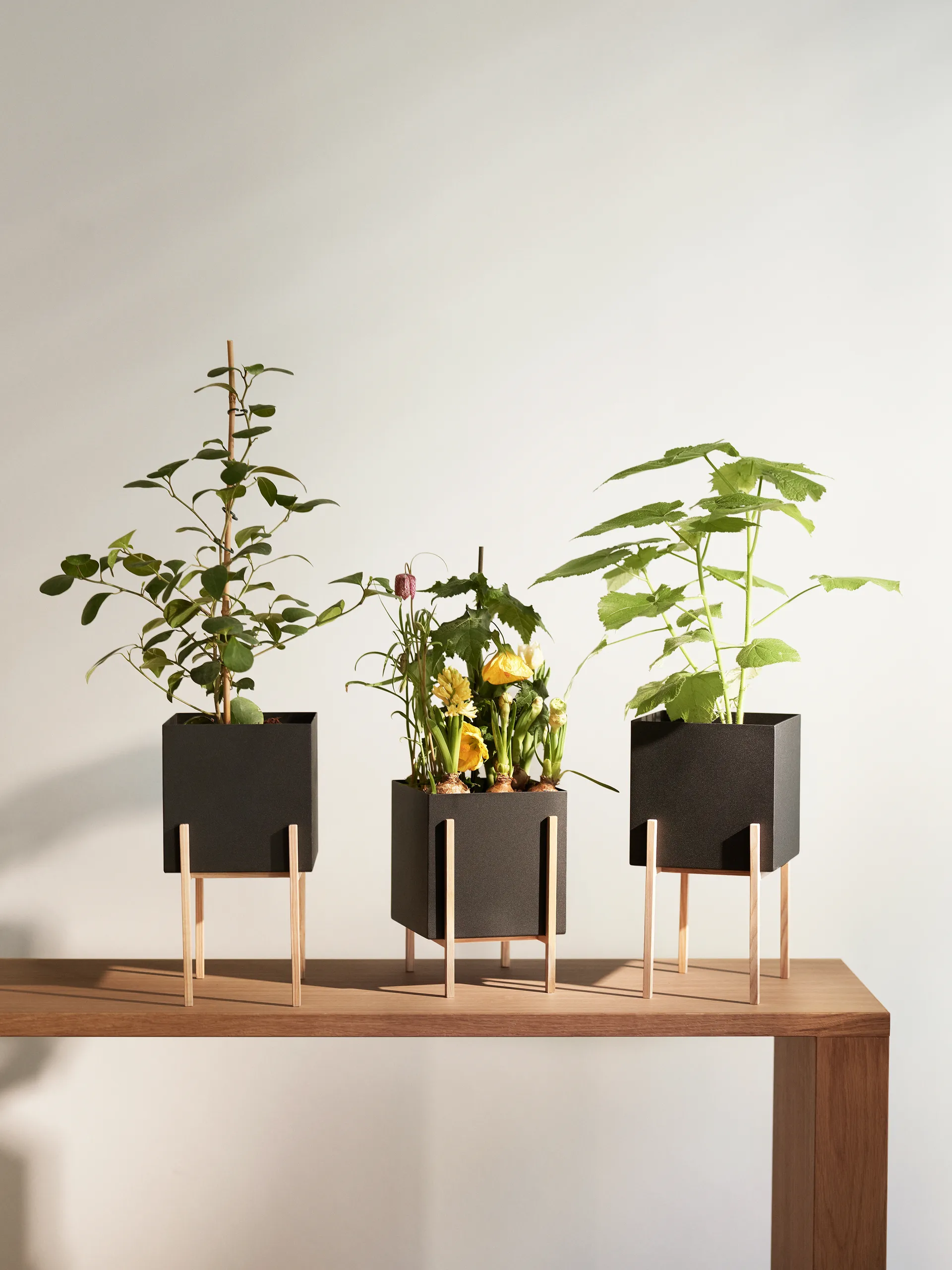 Maceta Botanic pot, negro-fresno Design House Stockholm