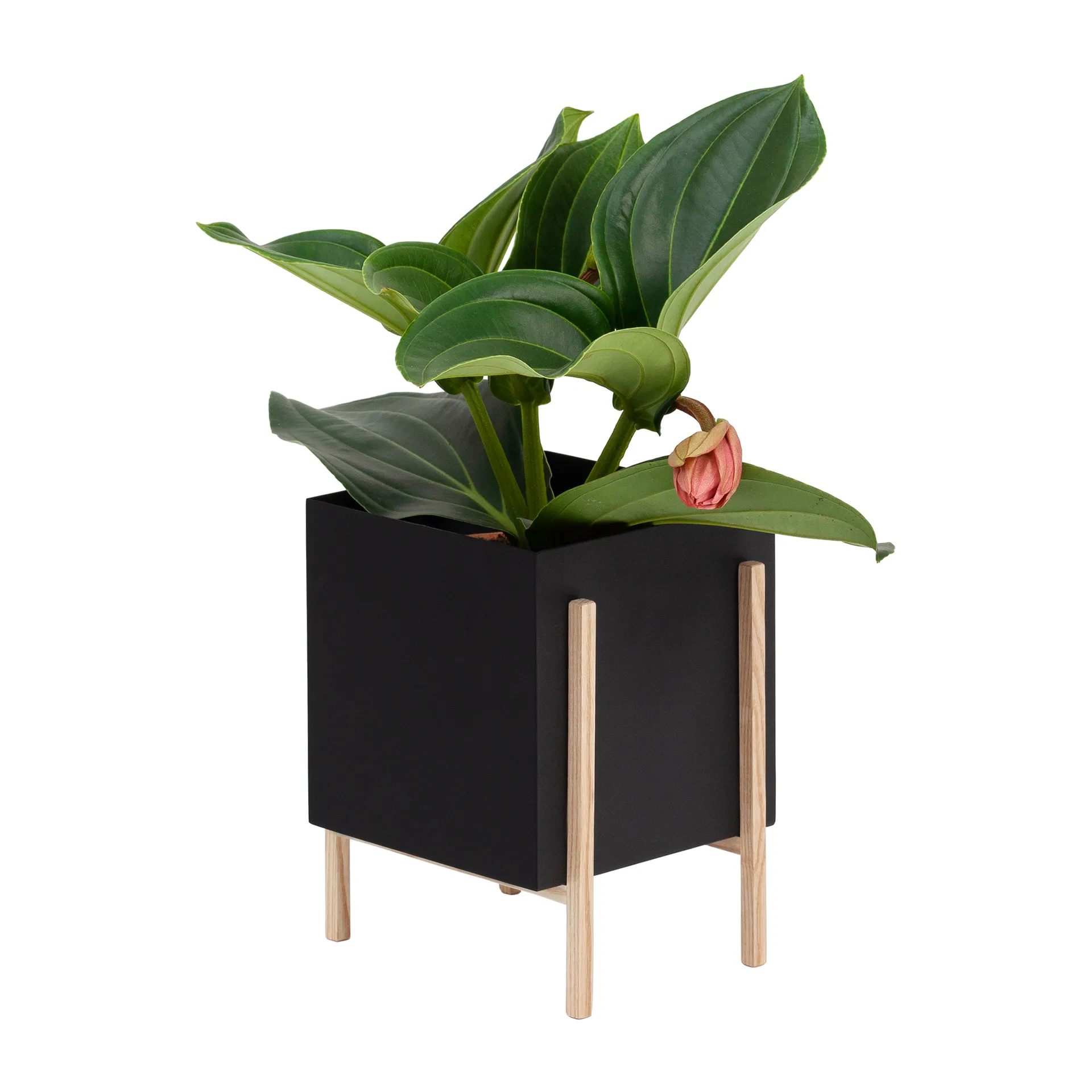 Maceta Botanic pot, negro-fresno Design House Stockholm