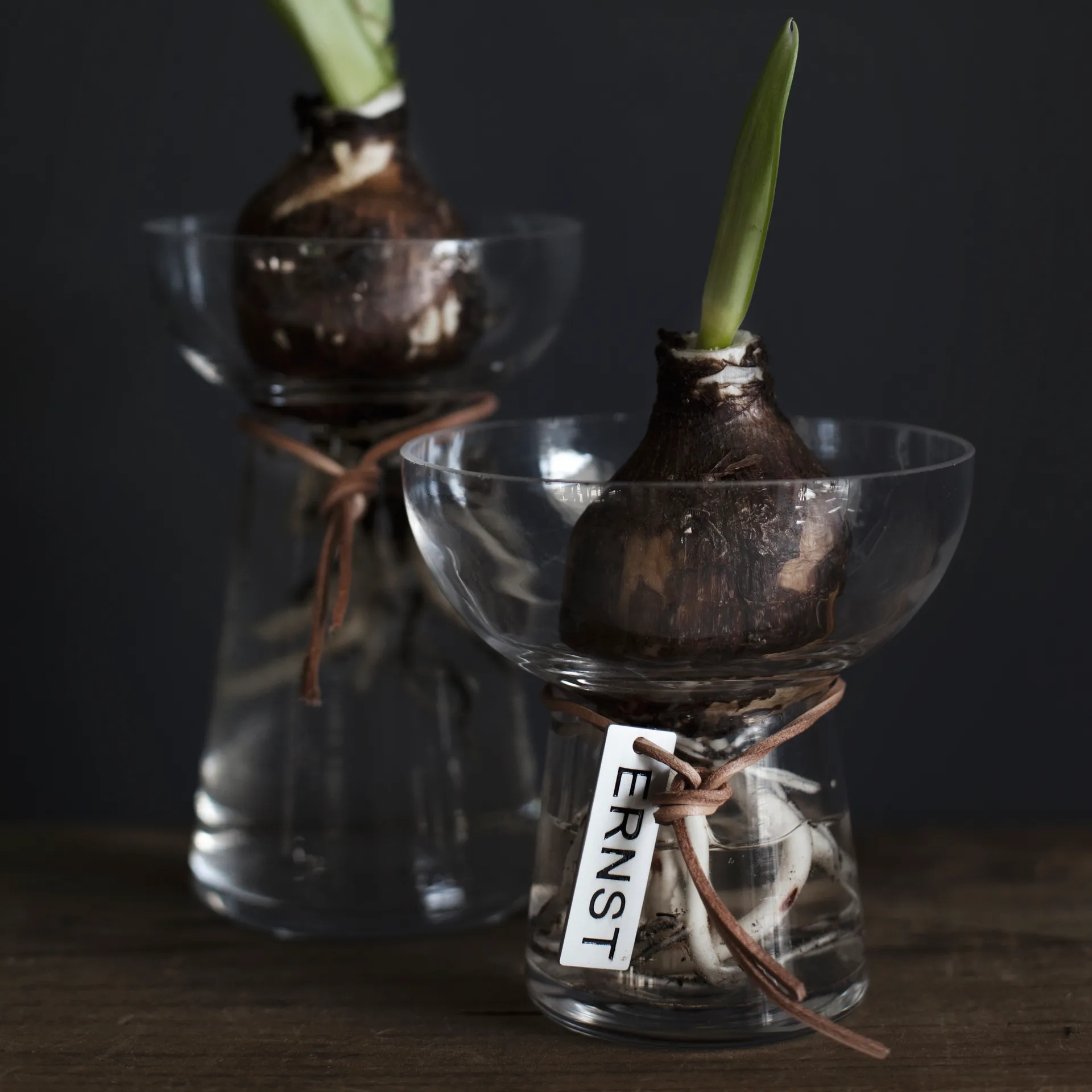 Jarrón para jacinto Ernst 11 cm, transparente ERNST