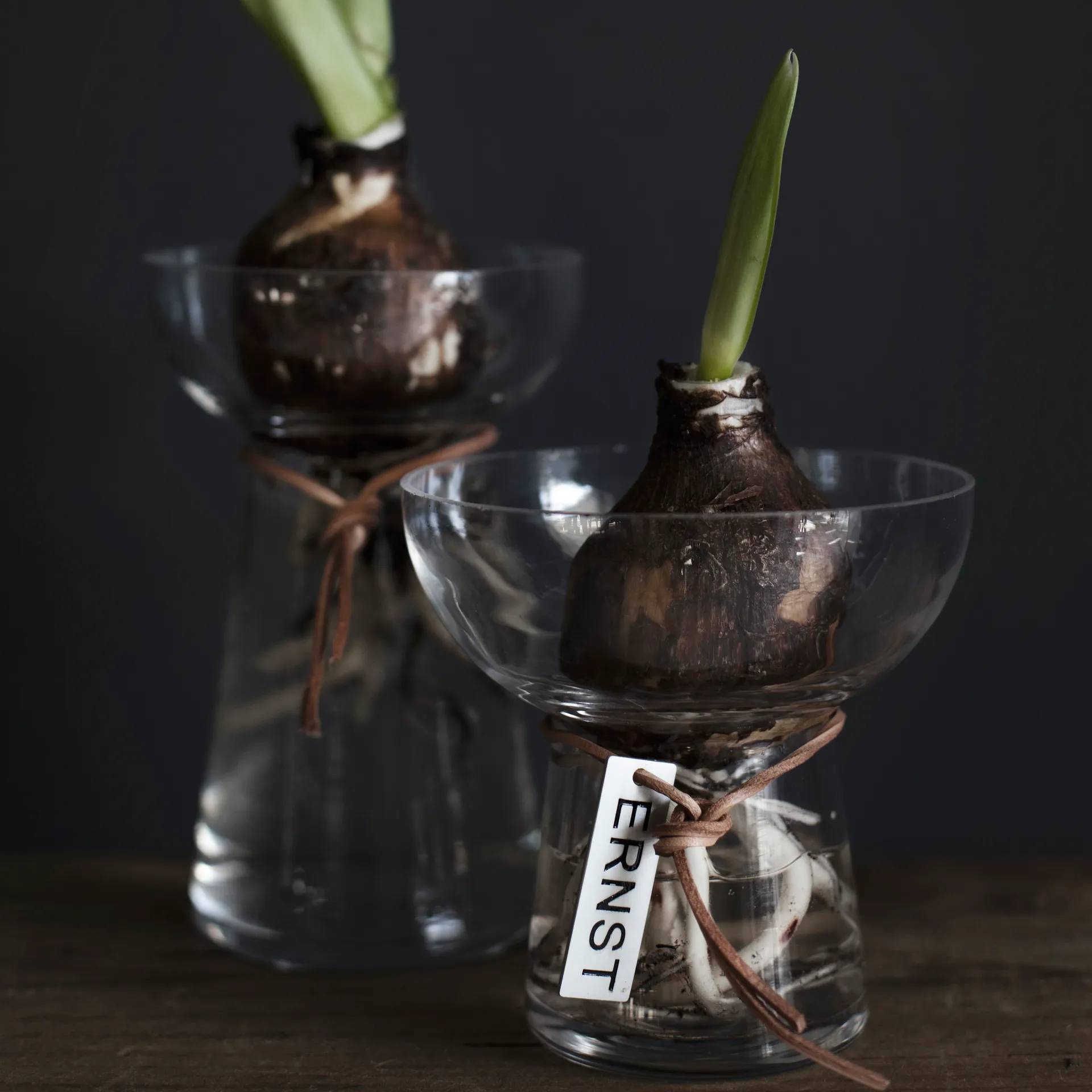 Jarrón para jacinto Ernst 15 cm, transparente ERNST