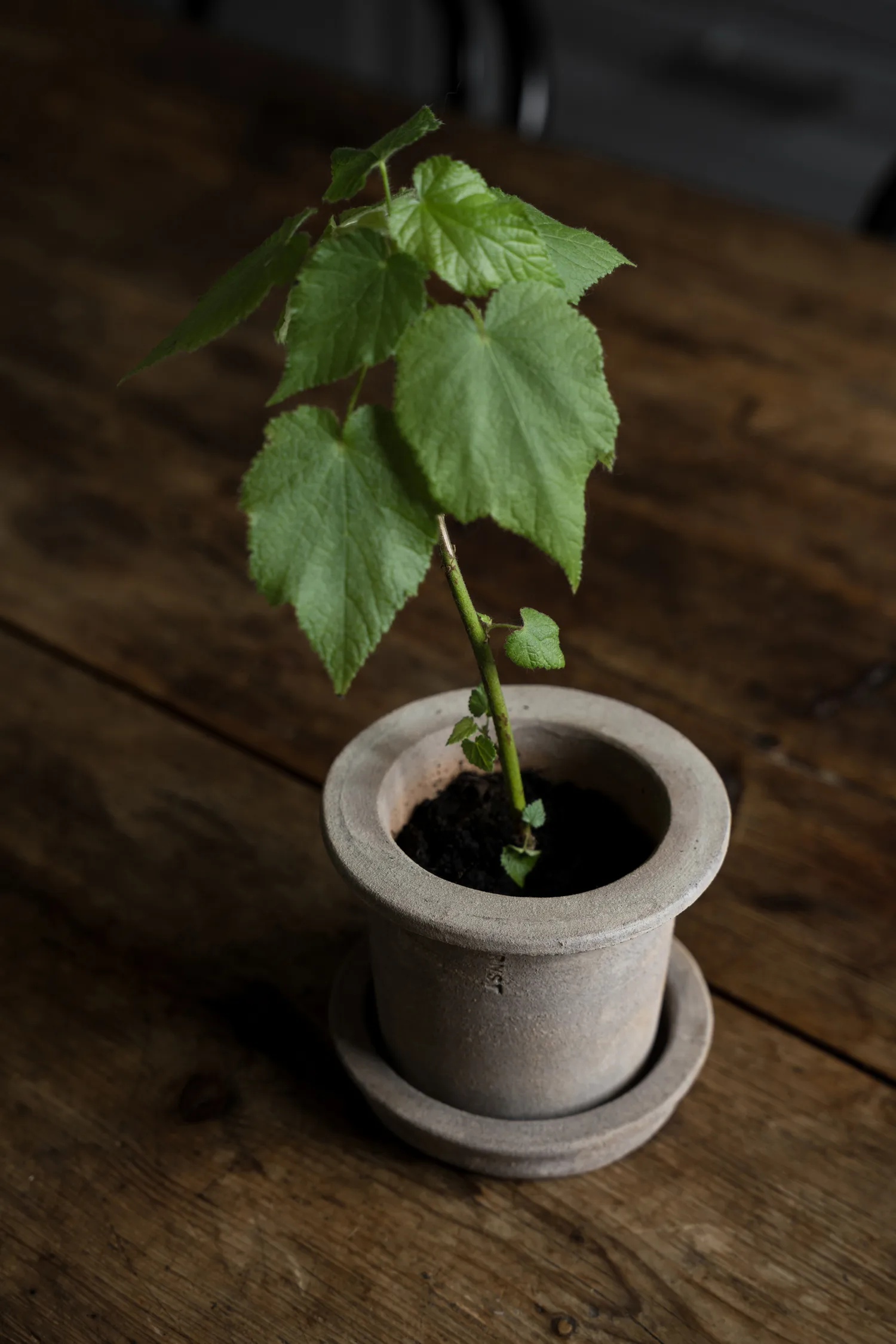 Maceta de terracota Ernst con plato, Ø12 × 10 cm ERNST