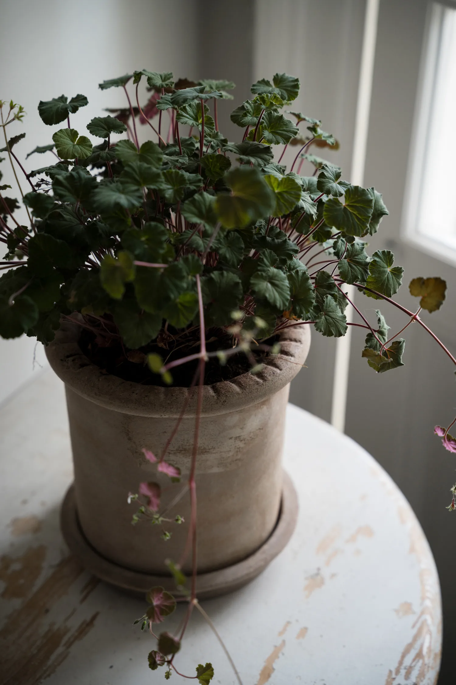 Maceta de terracota Ernst con plato, Ø20×20 cm ERNST