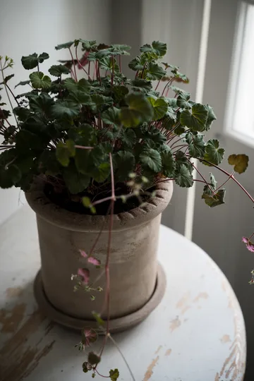 Maceta de terracota Ernst con plato - Ø20×20 cm - ERNST