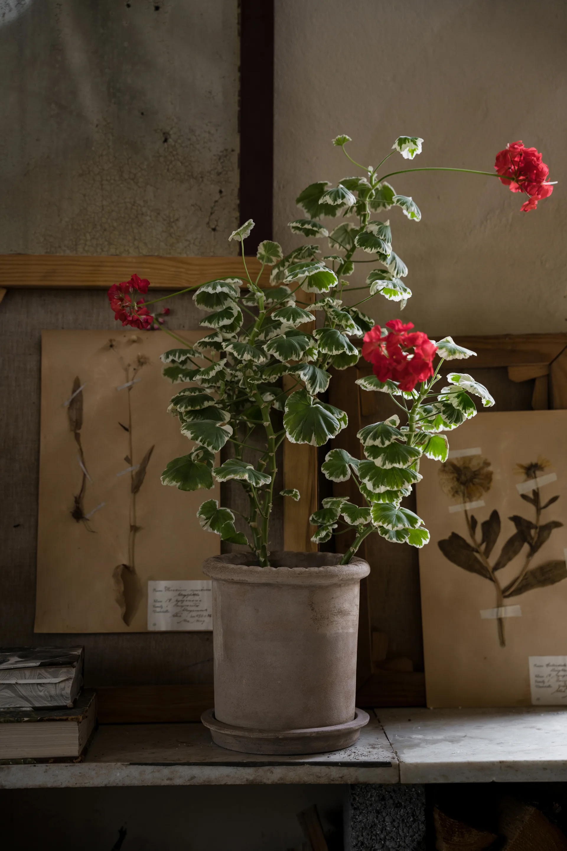 Maceta de terracota Ernst con plato, Ø20×20 cm ERNST