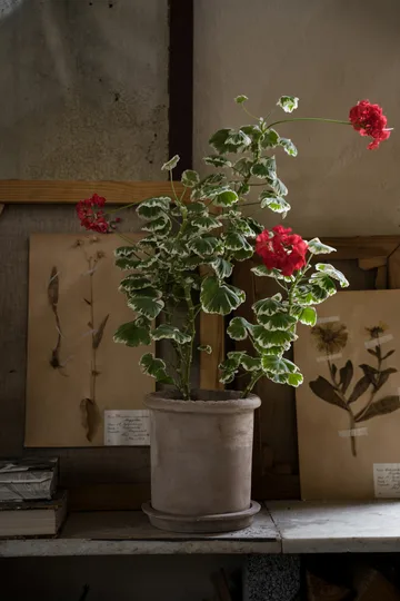 Maceta de terracota Ernst con plato - Ø20×20 cm - ERNST