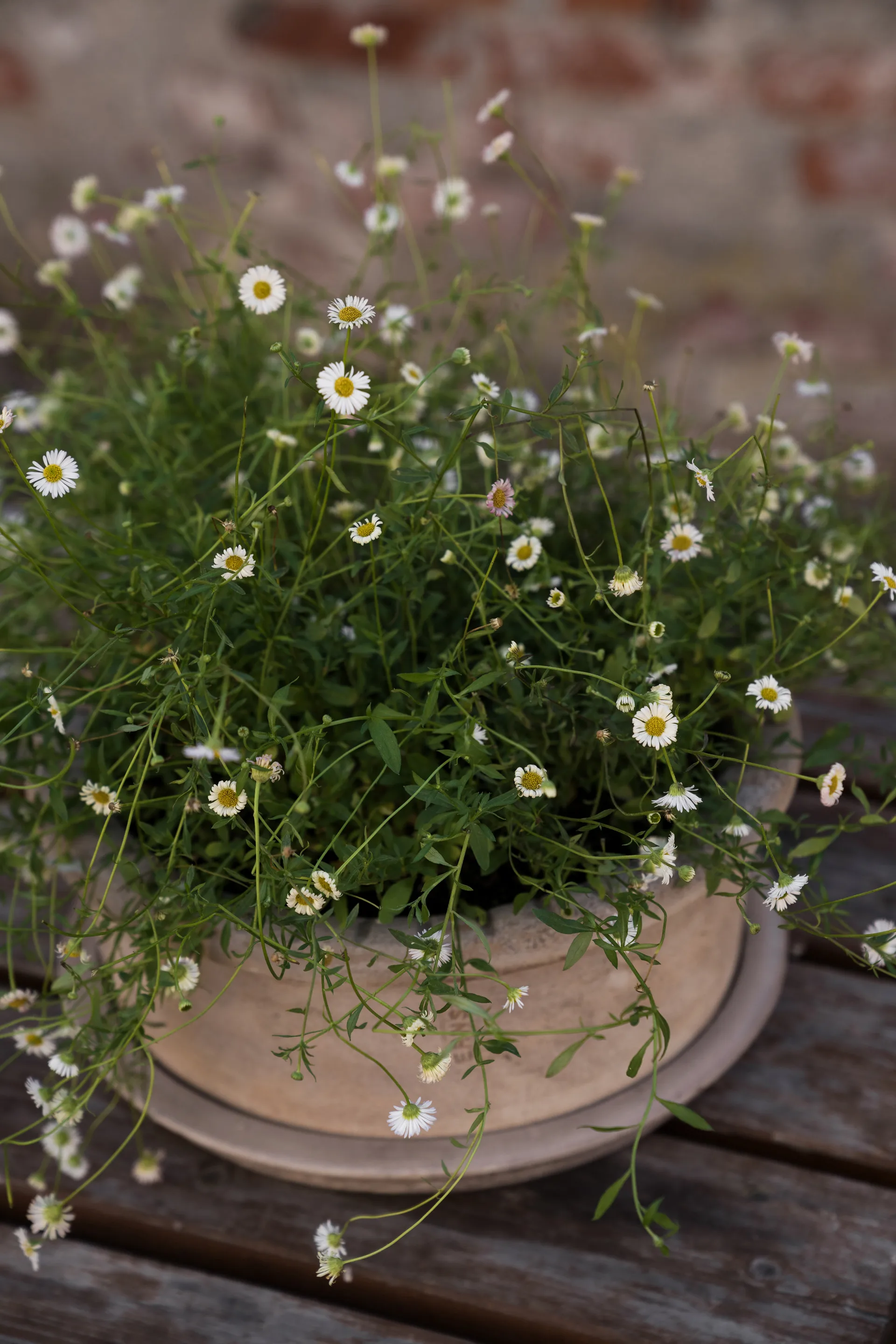 Maceta de terracota Ernst con plato, Ø33×12 cm ERNST