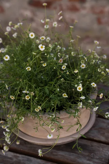 Maceta de terracota Ernst con plato - Ø33×12 cm - ERNST