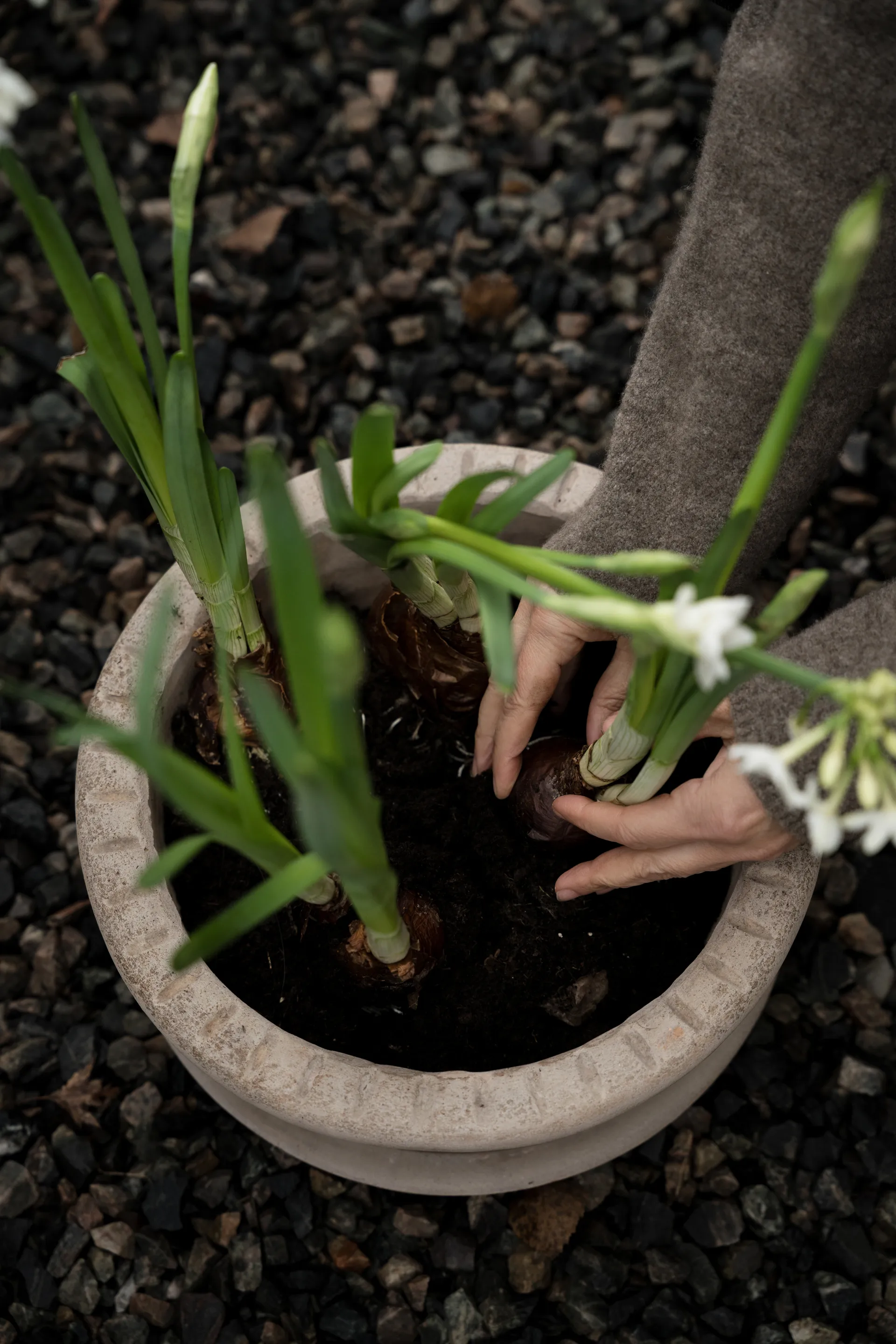 Maceta de terracota Ernst con plato, Ø33×12 cm ERNST