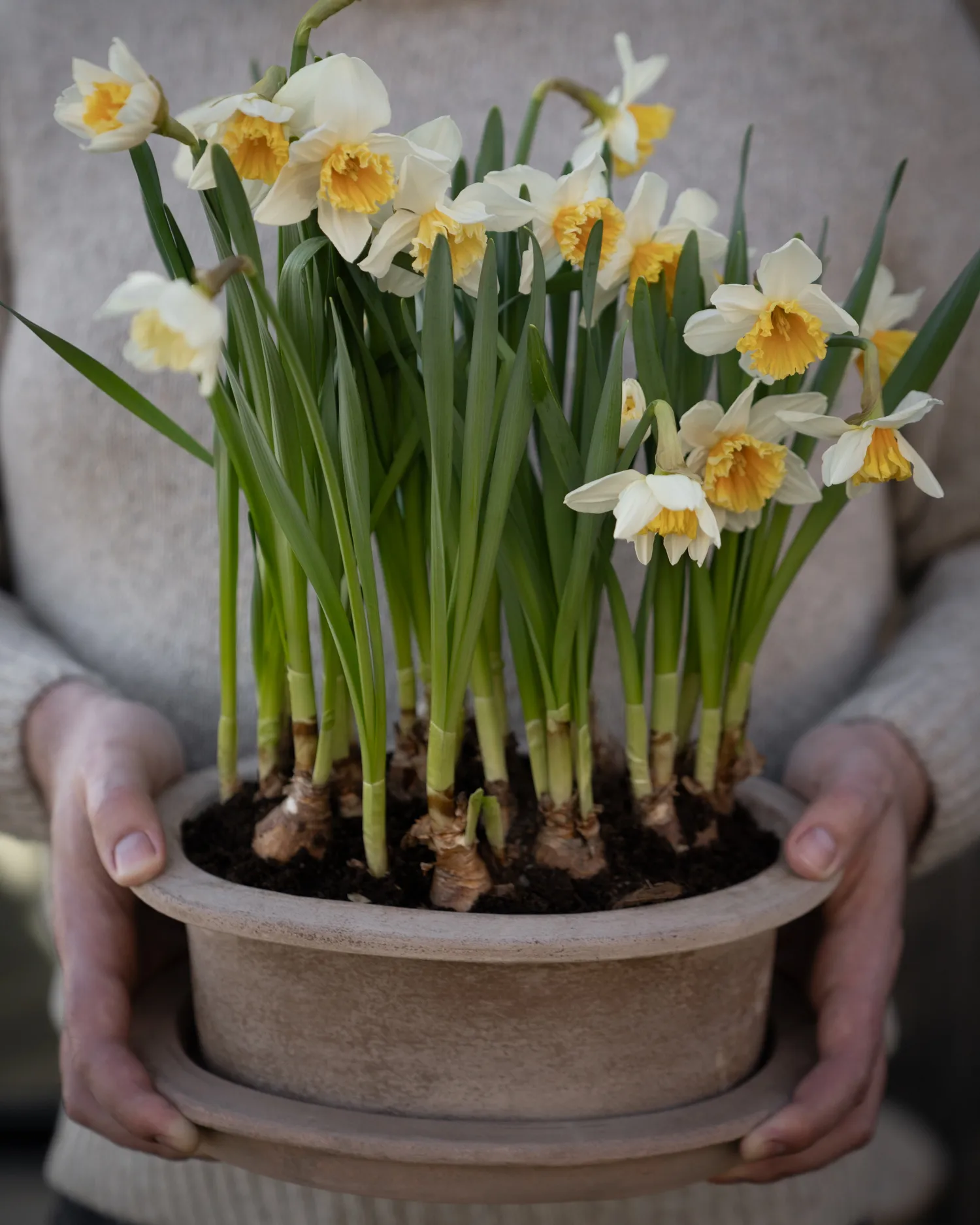 Maceta ovalada terracota Ernst 2 piezas, Marrón ERNST