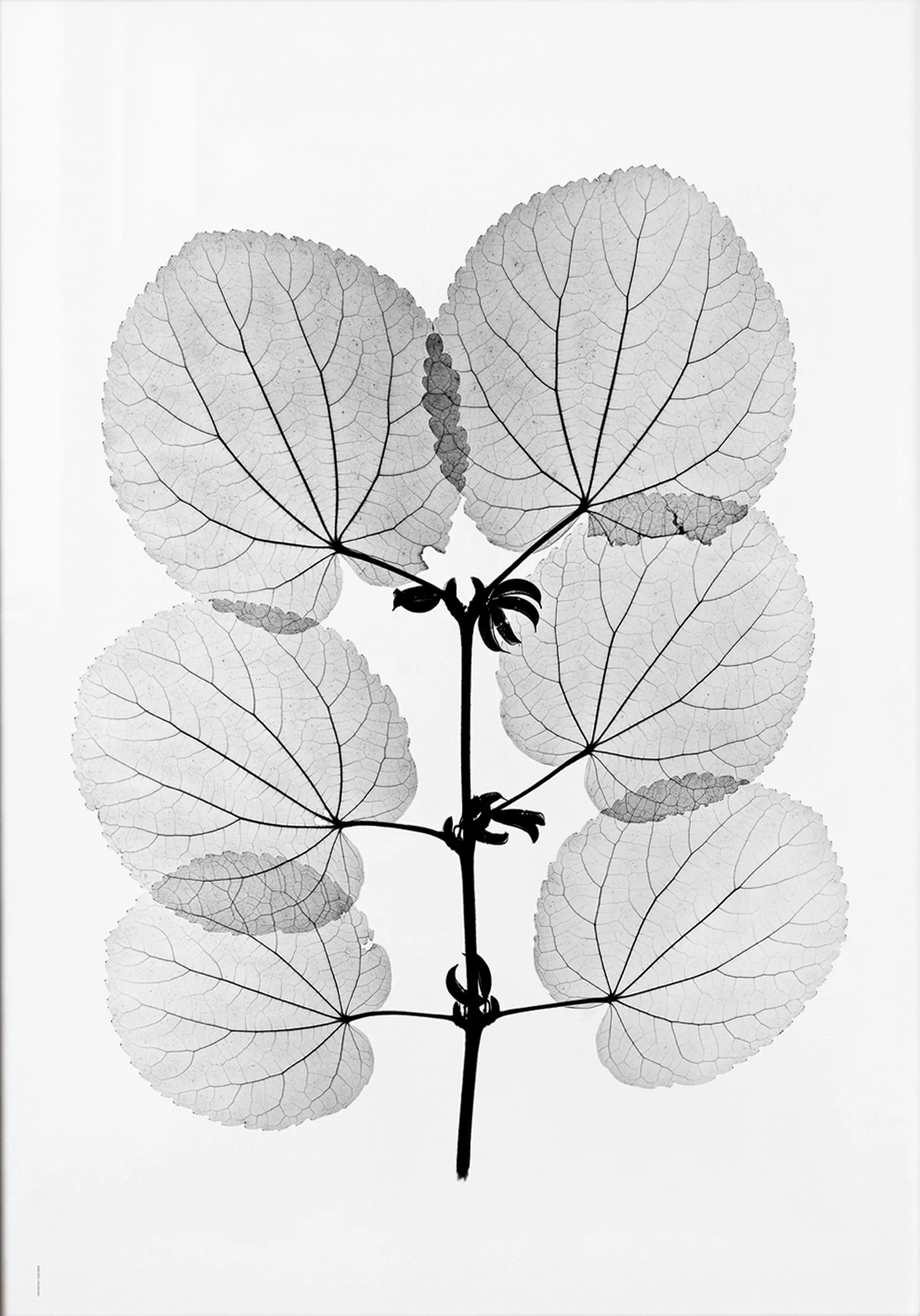 Lámina Katsura, 70x100 cm Fine Little Day