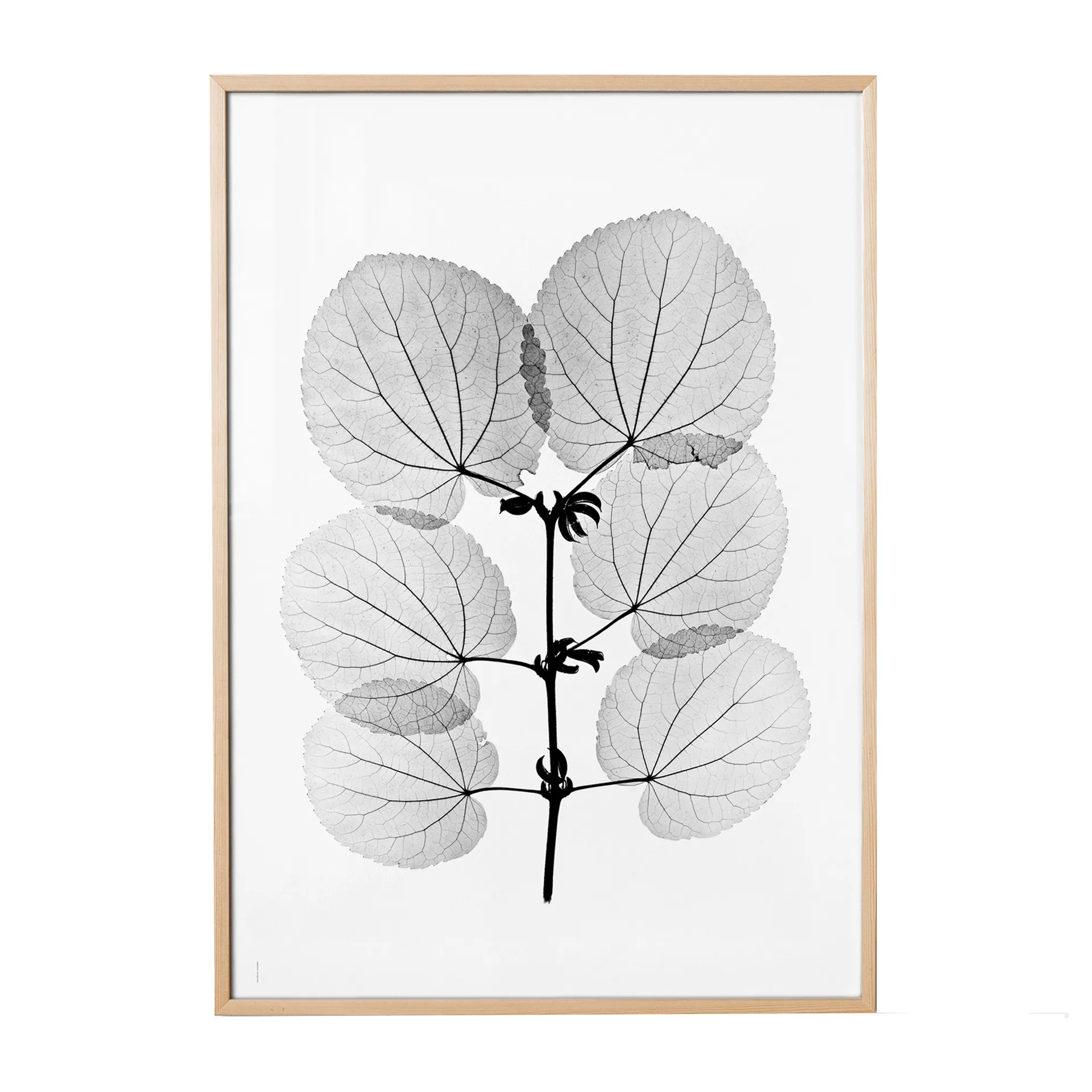 Lámina Katsura, 70x100 cm Fine Little Day