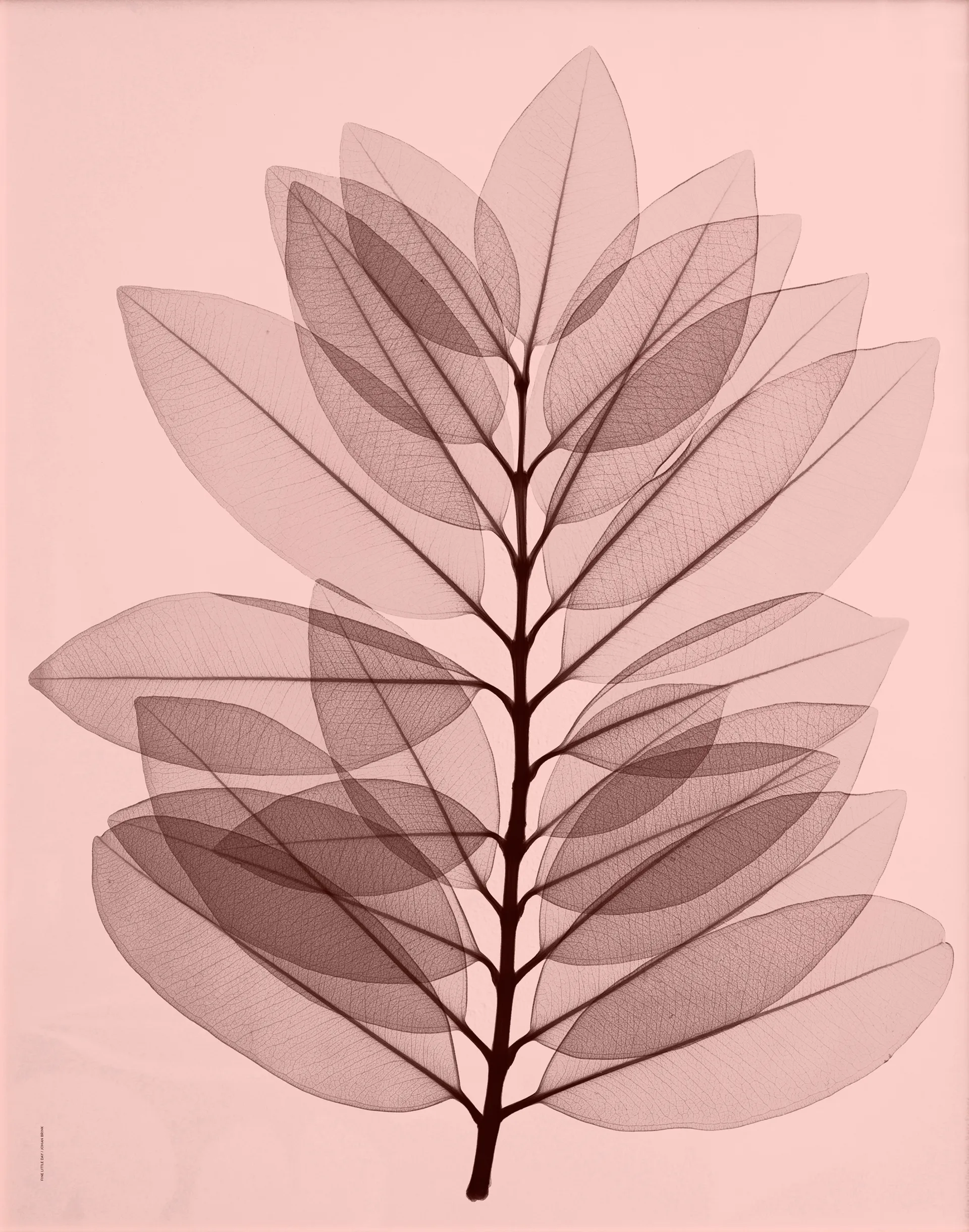 Lámina Metrosideros excelsea, 40x50 cm Fine Little Day